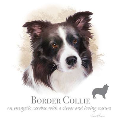 Border Collie Tshirt - TshirtNow.net - 1