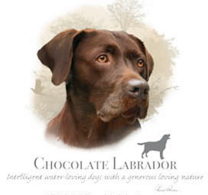 Chocolate Lab Tshirt - TshirtNow.net