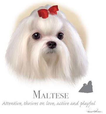 Maltese Tshirt - TshirtNow.net - 2