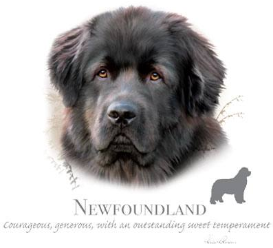 Newfoundland Tshirt - TshirtNow.net - 2