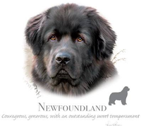 Thumbnail for Newfoundland Tshirt - TshirtNow.net - 2