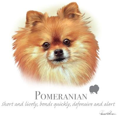 Pomeranian Tshirt - TshirtNow.net - 2