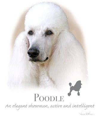 Poodle Tshirt - TshirtNow.net - 2