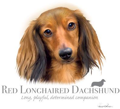 Red Longhaired Dachshund Tshirt - TshirtNow.net - 2