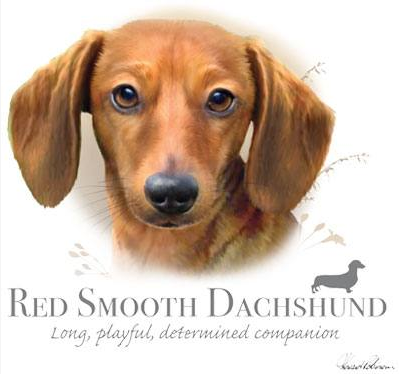 Red Smooth Dachshund Tshirt - TshirtNow.net - 2