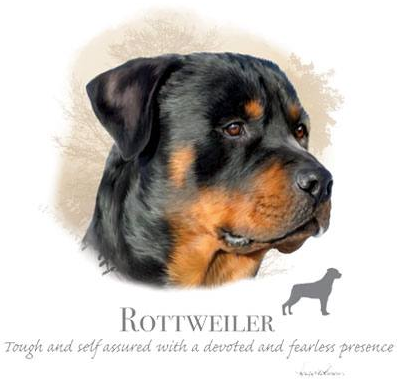 Rottweiler Tshirt - TshirtNow.net - 2