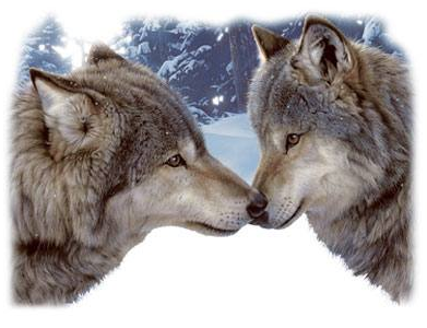 Muzzle Nuzzle Wolf Tshirt - TshirtNow.net - 2