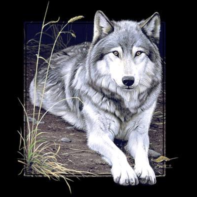 Wolf Portrait Tshirt - TshirtNow.net - 2