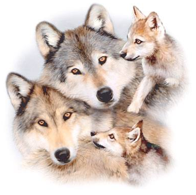 Wolf Harmony Oversized Tshirt - TshirtNow.net - 2