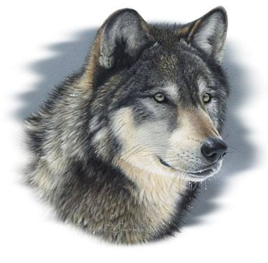 Cold Stare Wolf Tshirt - TshirtNow.net - 2