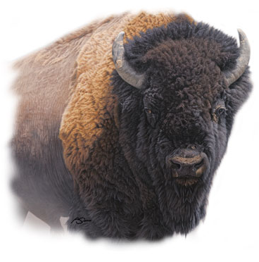 Stare Down Buffalo Tshirt - TshirtNow.net - 2