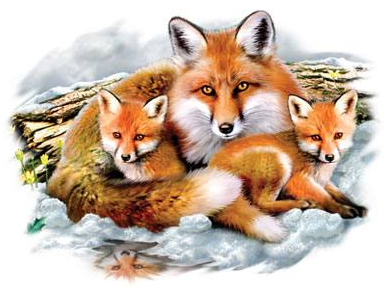 Fox Family Tshirt - TshirtNow.net - 2