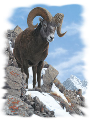 Ram Climbing Rocks Tshirt - TshirtNow.net - 2