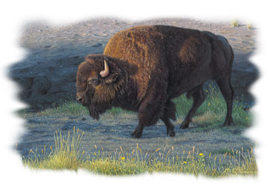 The Wanderer Buffalo Tshirt - TshirtNow.net - 2