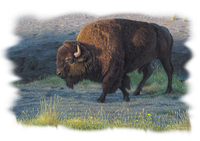 Thumbnail for The Wanderer Buffalo Tshirt - TshirtNow.net - 2