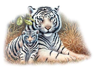 White Tiger and Cub Tshirt - TshirtNow.net - 2