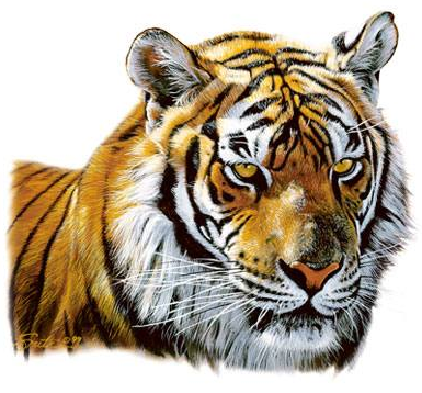 Tiger Head Portrait Tshirt - TshirtNow.net - 2