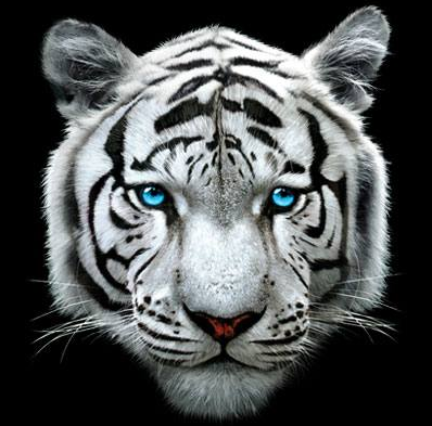 White Tiger Tshirt - TshirtNow.net - 2