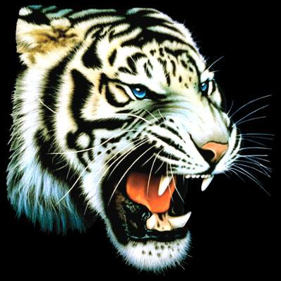 White Tiger Roar Tshirt - TshirtNow.net - 2