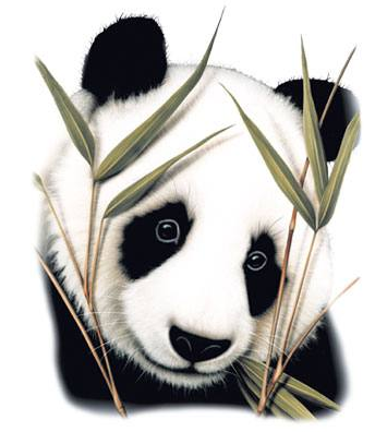 Panda Head Tshirt - TshirtNow.net - 2