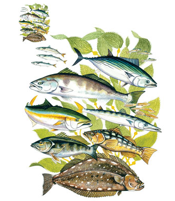 Fathom Fish Tshirt - TshirtNow.net - 2