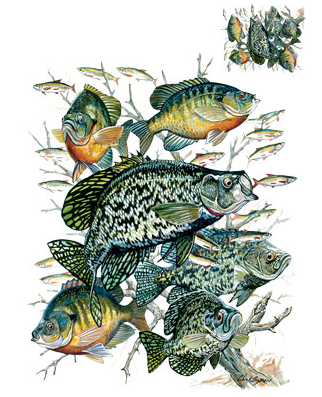 Crappie Collage Fish Tshirt - TshirtNow.net - 2