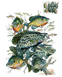 Thumbnail for Crappie Collage Fish Tshirt - TshirtNow.net - 2