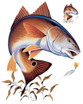 Redfish Tshirt - TshirtNow.net - 2