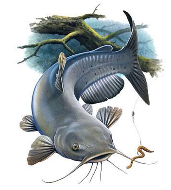 Channel Catfish Tshirt - TshirtNow.net - 2