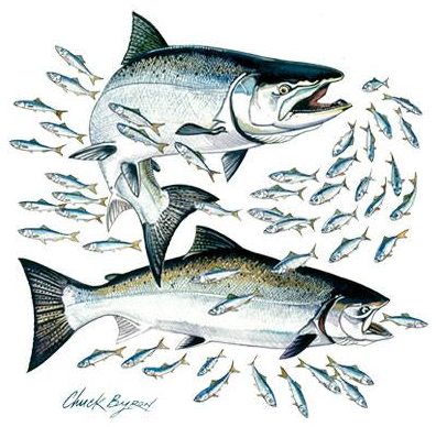 Salmon Tshirt with Crest - TshirtNow.net - 2