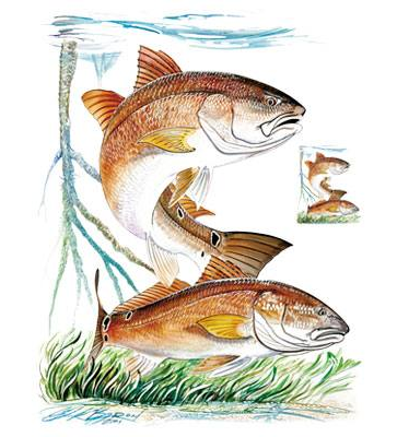 Redfish Tshirt - TshirtNow.net - 2