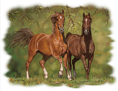 Buddies Horse Tshirt - TshirtNow.net - 2