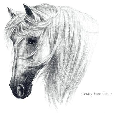Tranko Andalusian Horse Tshirt - TshirtNow.net - 2
