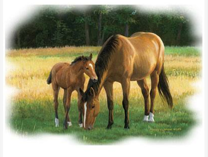 Summer Evening Horse Tshirt - TshirtNow.net - 2