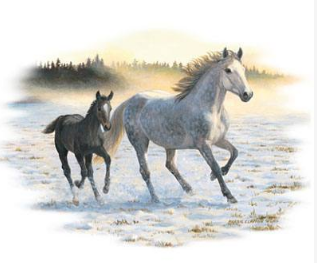 Sunlit Mist Horse Tshirt - TshirtNow.net - 2