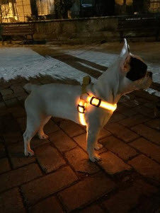 LED NYLON PET DOG OR CAT NIGHT SAFETY HARNESS
