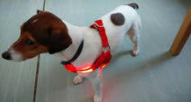 LED NYLON PET DOG OR CAT NIGHT SAFETY HARNESS
