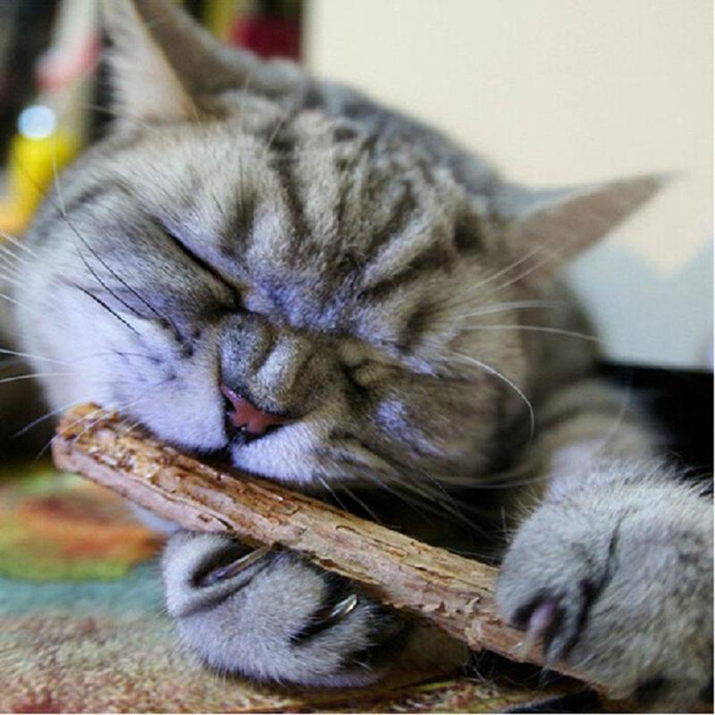 Cat Chompy Sticks